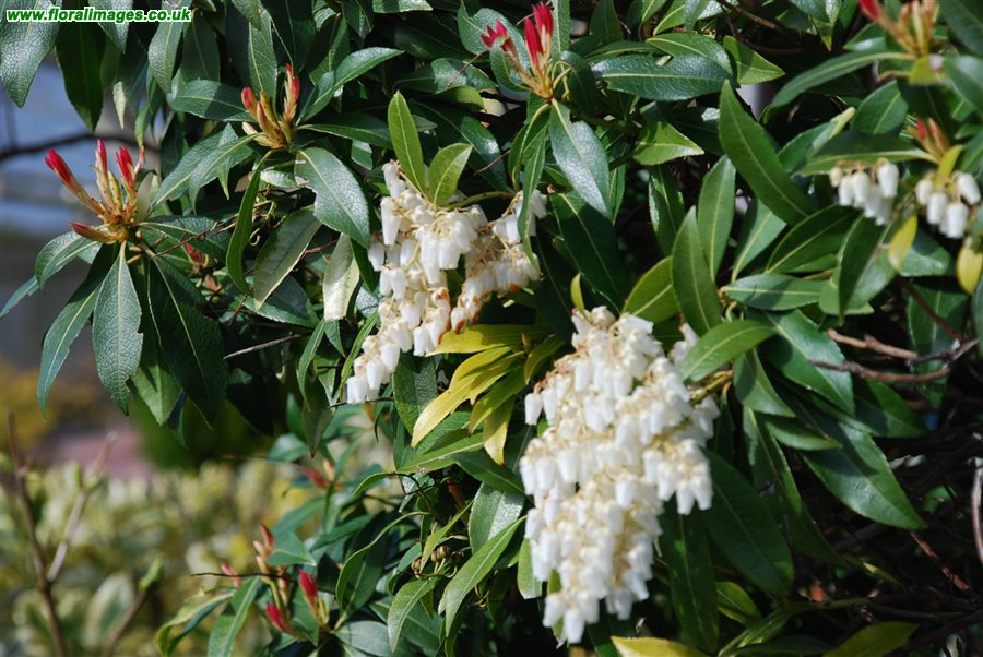 Pieris formosa