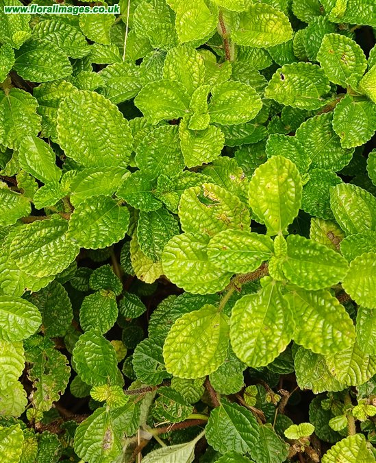 Pilea nummulariifolia