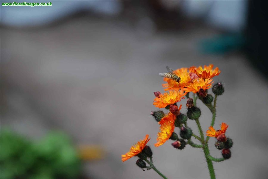 Pilosella aurantiaca