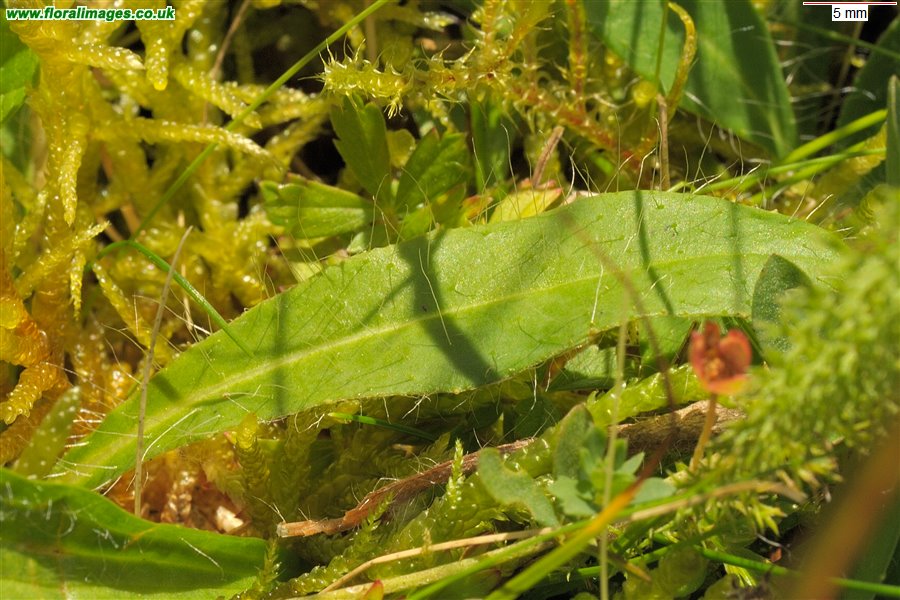 Pilosella officinarum