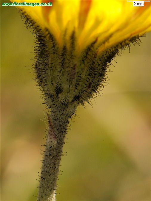 Pilosella officinarum