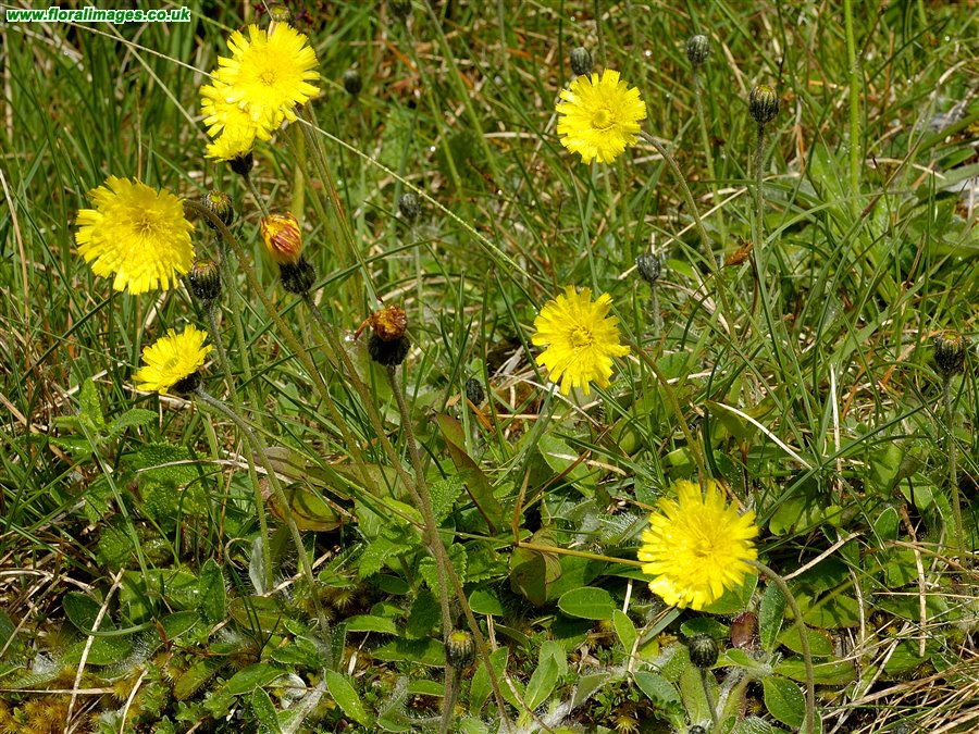 Pilosella officinarum