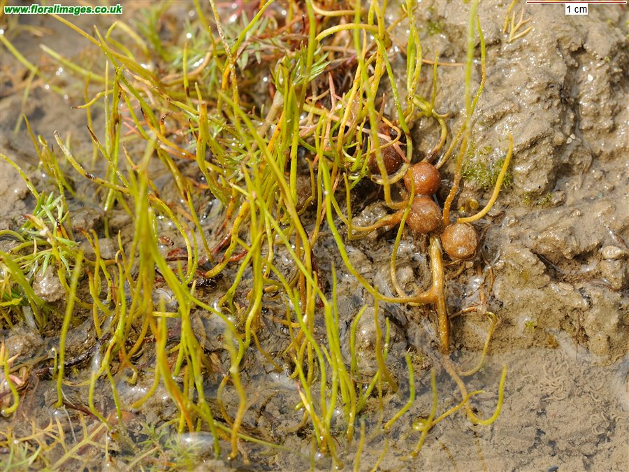Pilularia globulifera