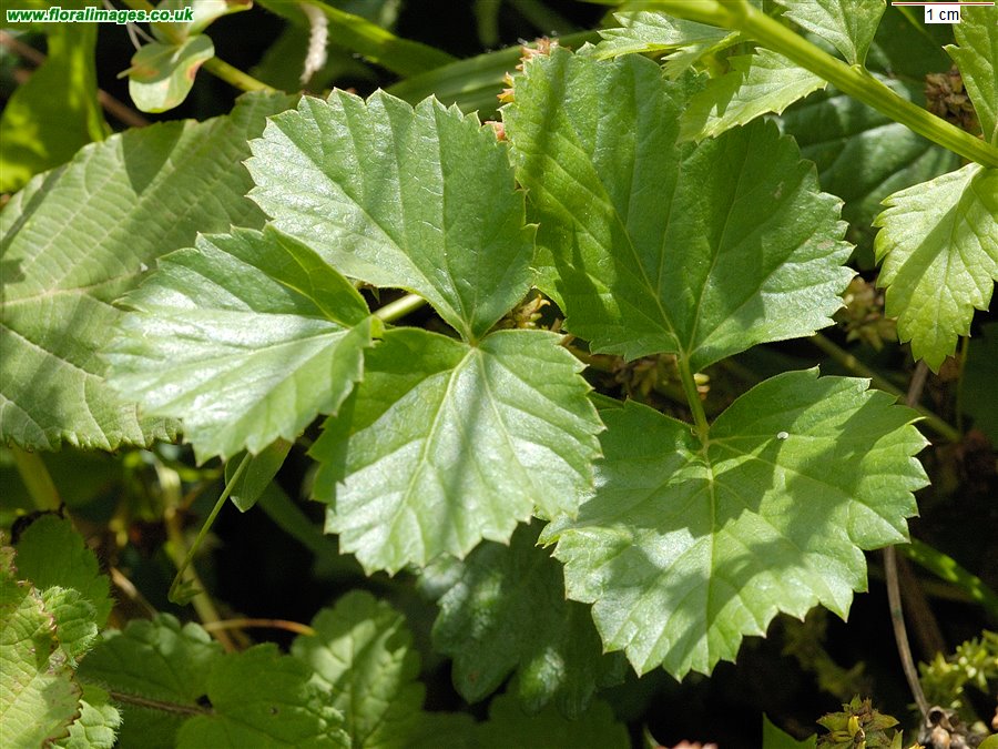 Pimpinella saxifraga
