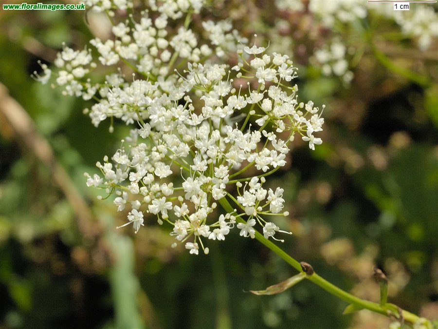Pimpinella saxifraga