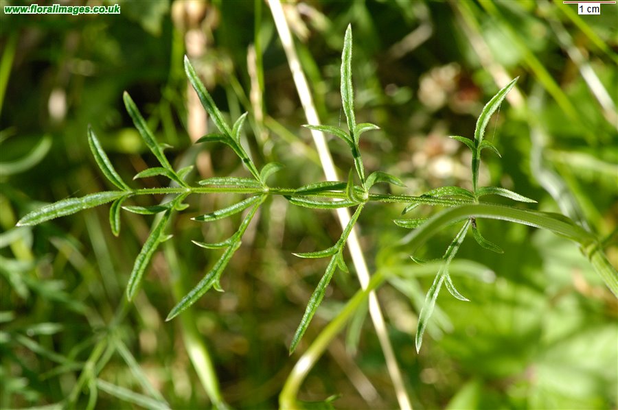 Pimpinella saxifraga
