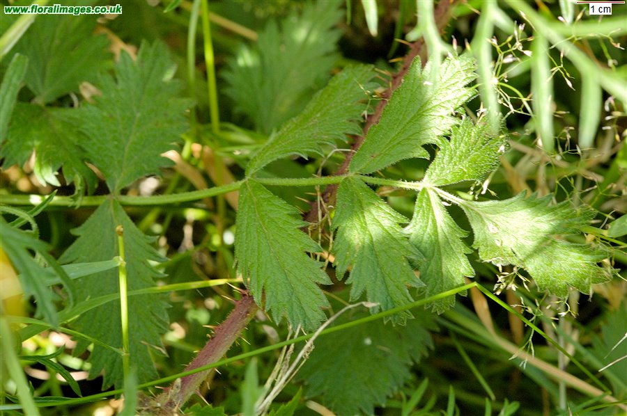 Pimpinella saxifraga