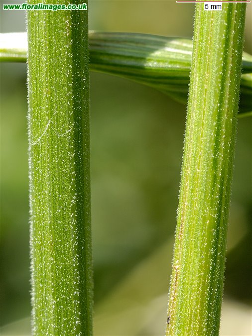 Pimpinella saxifraga