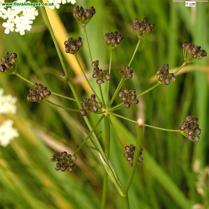 Pimpinella saxifraga