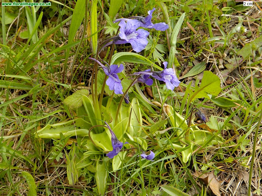 Pinguicula grandiflora
