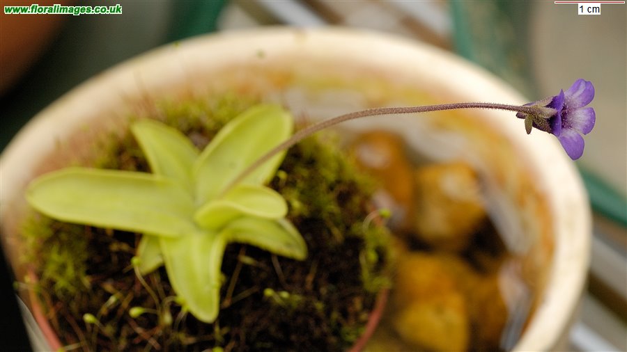 Pinguicula leptoceras