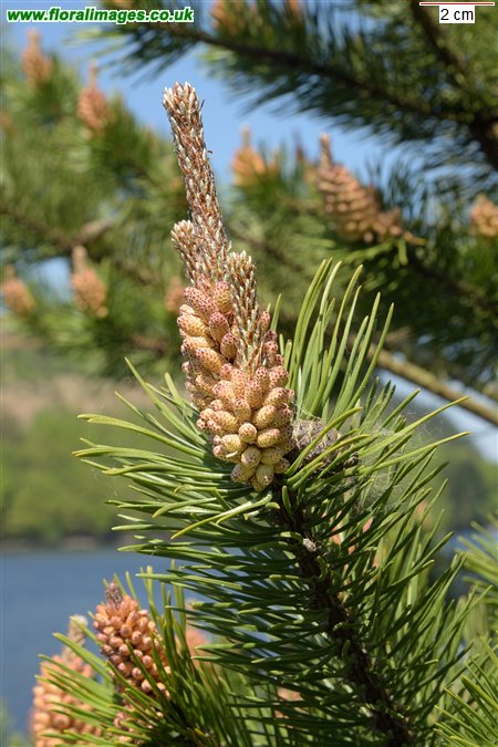 Pinus sylvestris