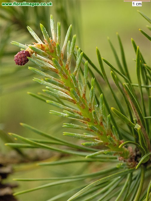 Pinus sylvestris