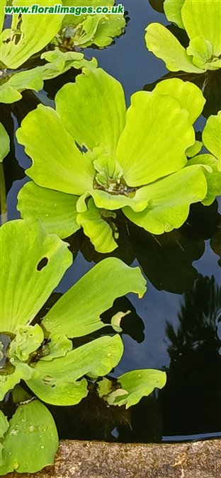 Pistia stratiotes