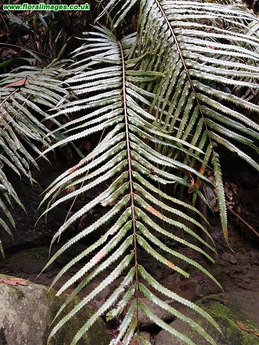 Plagiogyria glauca