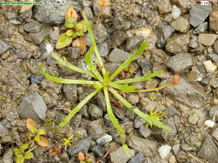 Plantago coronopus