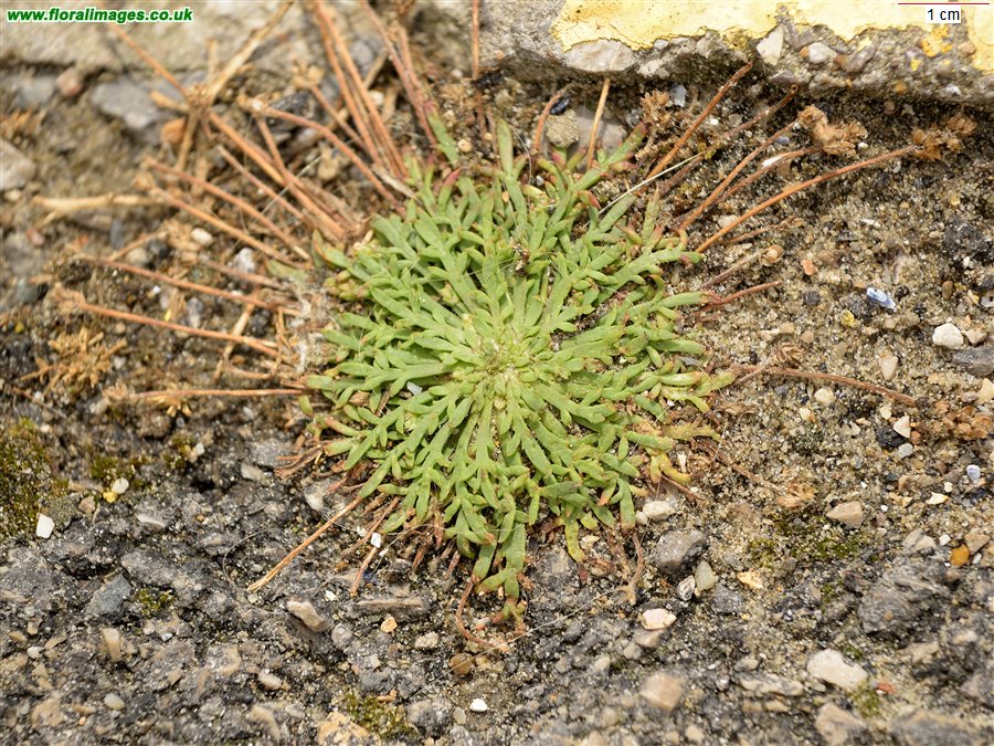 Plantago coronopus