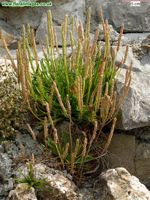Plantago coronopus