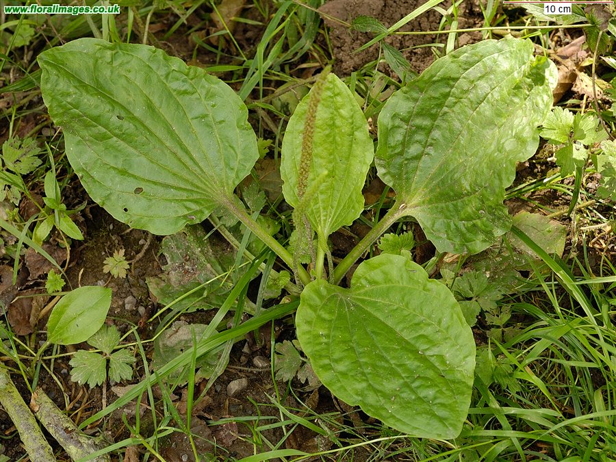 Plantago major
