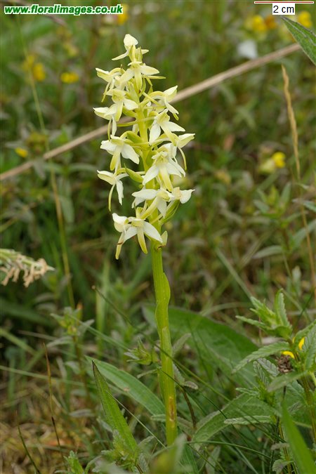 Platanthera bifolia