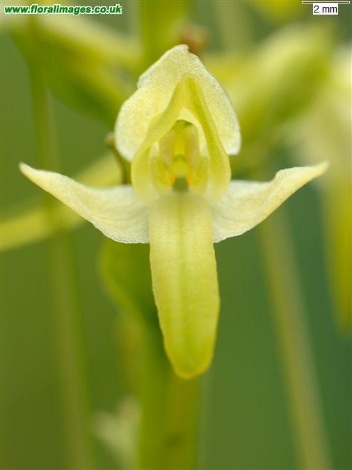 Platanthera bifolia