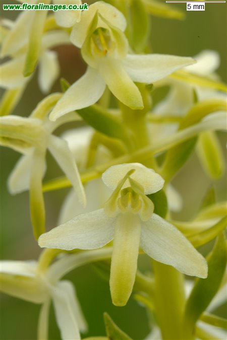 Platanthera bifolia