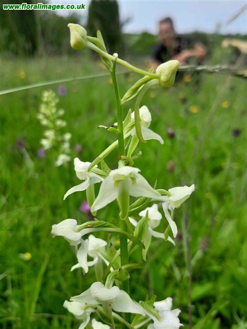 Platanthera chlorantha