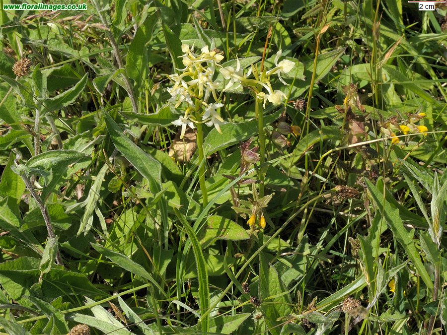 Platanthera chlorantha and bifolia