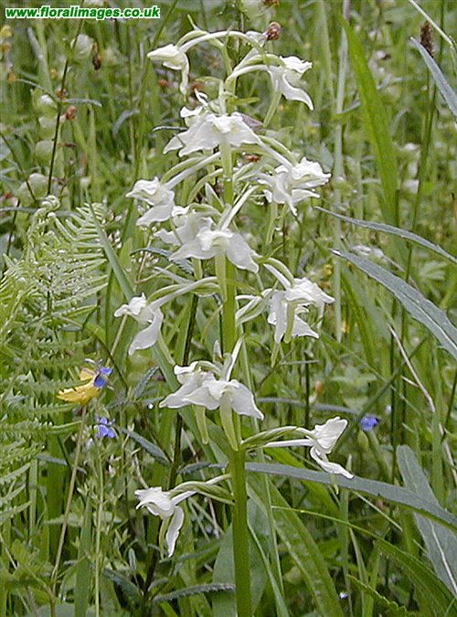 Platanthera chlorantha