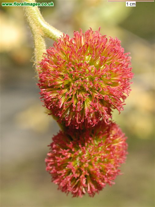 Platanus orientalis