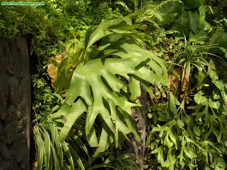 Platycerium bifurcatum