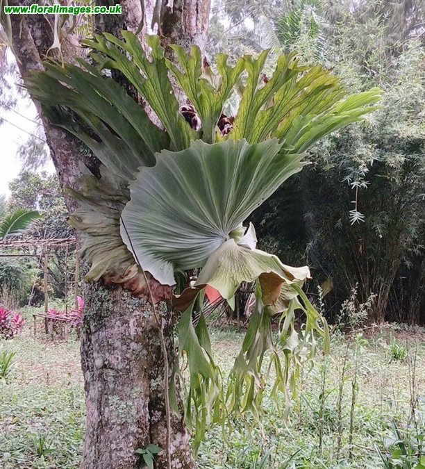 Platycerium grande