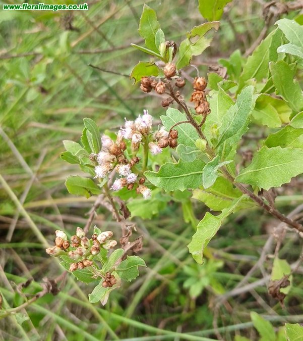 Pluchea dioscoridis