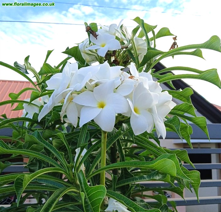 Plumeria pudica