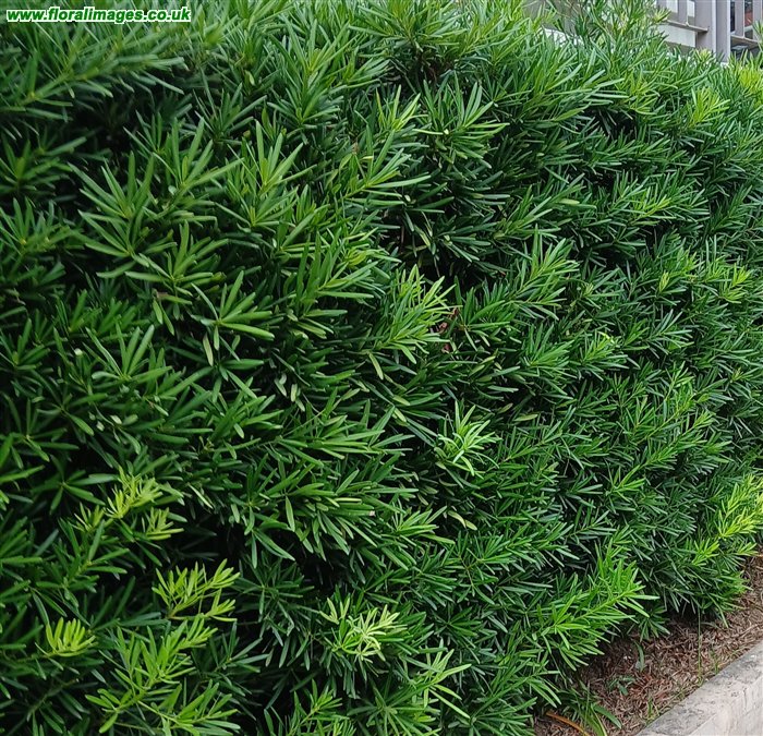 Podocarpus macrophyllus