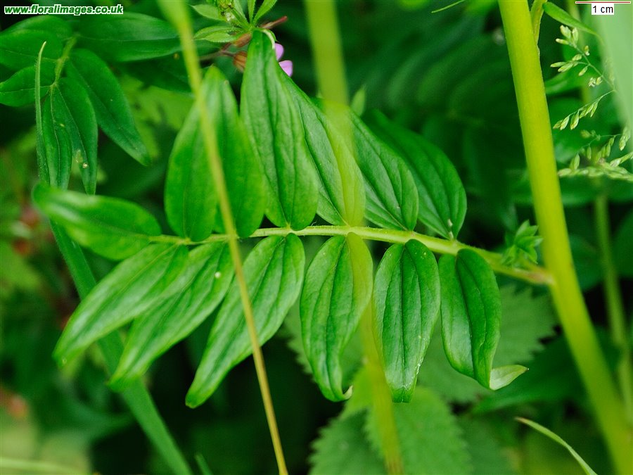 Polemonium caeruleum