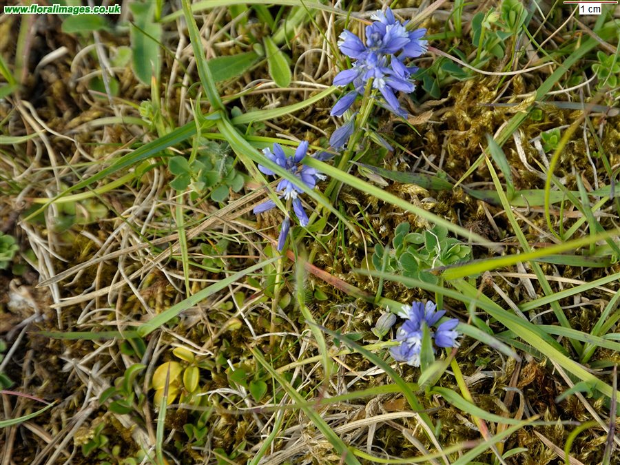 Polygala calcarea
