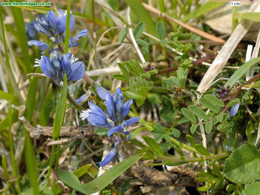 Polygala calcarea