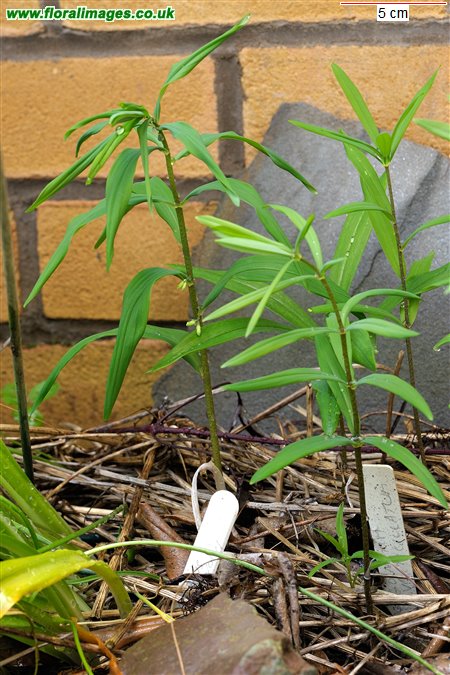 Polygonatum verticillatum