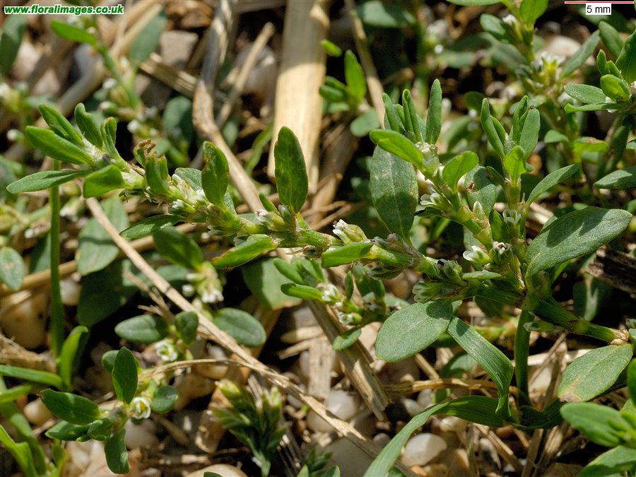 Polygonum arenastrum