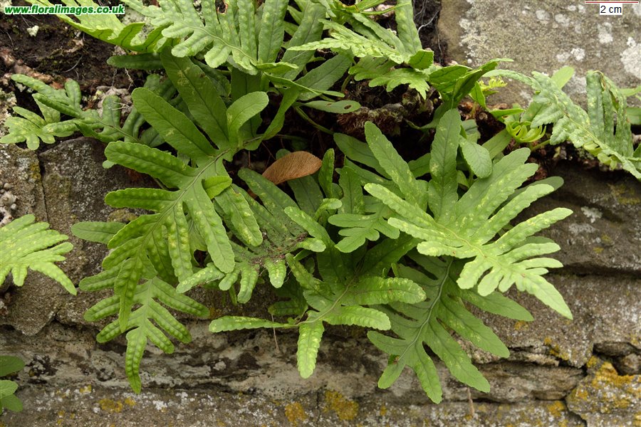 Polypodium cambricum