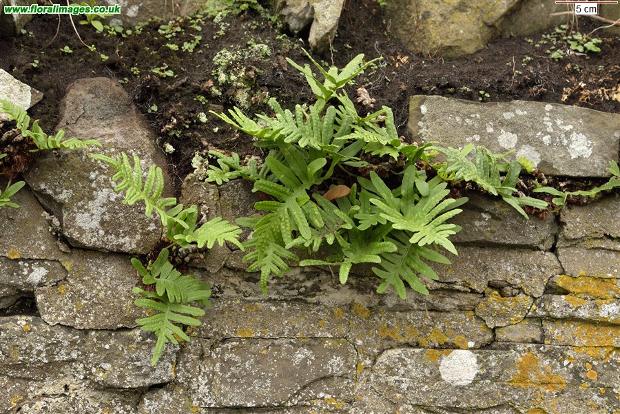 Polypodium cambricum