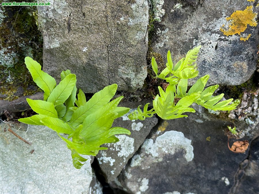 Polypodium cambricum