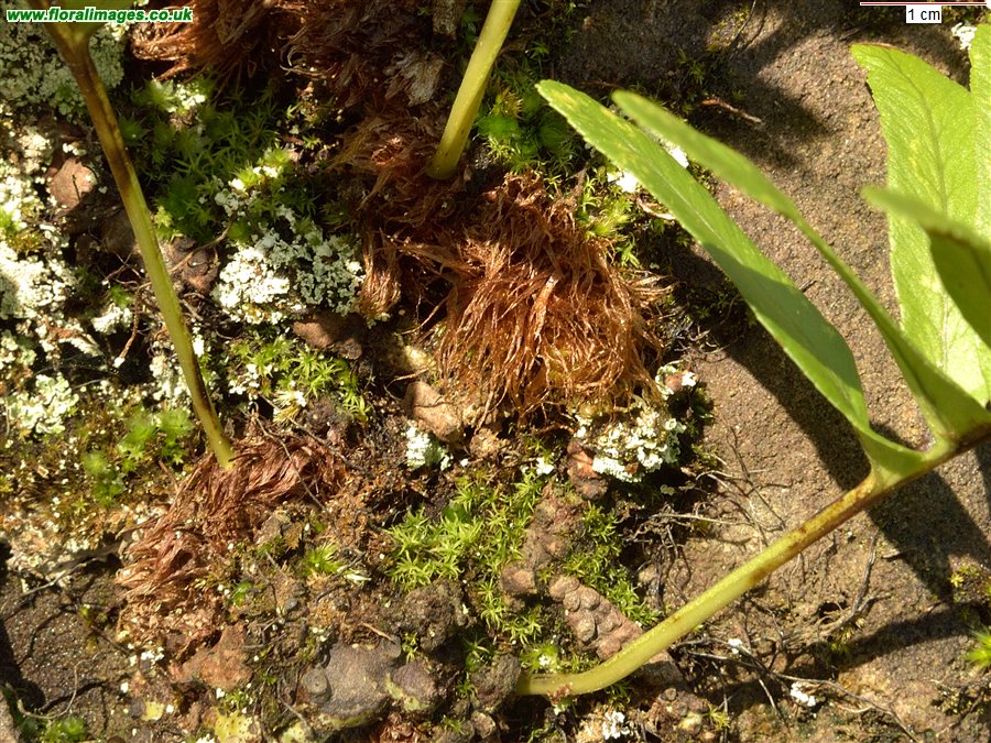 Polypodium cambricum