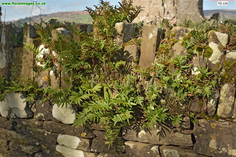 Polypodium cambricum