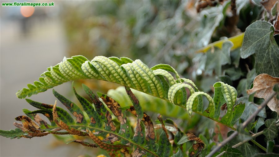 Polypodium vulgare