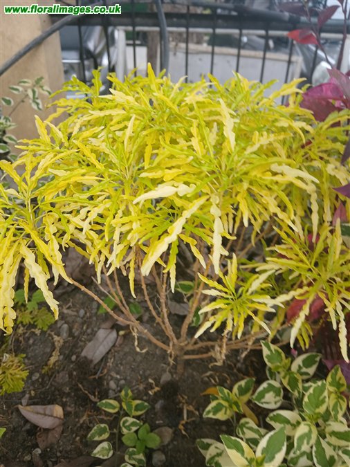 Polyscias fruticosa