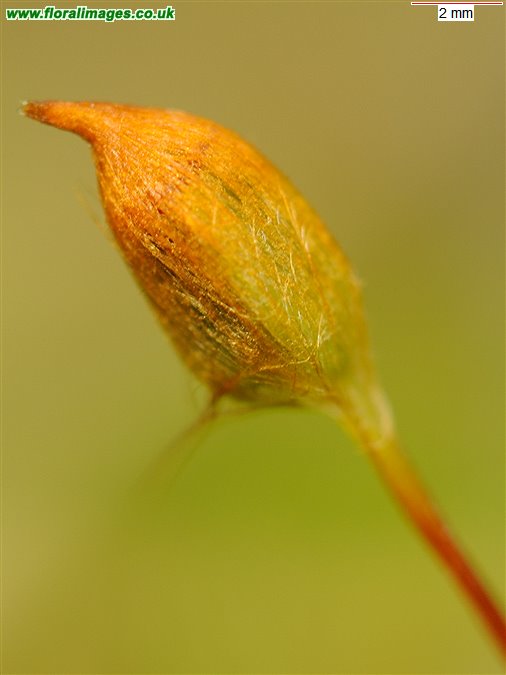Polytrichum juniperinum