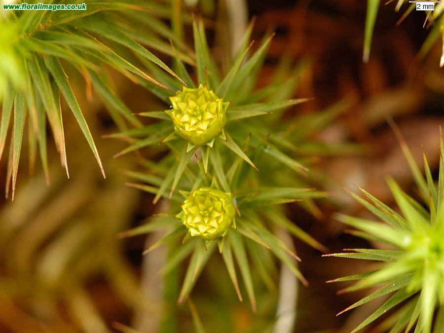 Polytrichum juniperinum