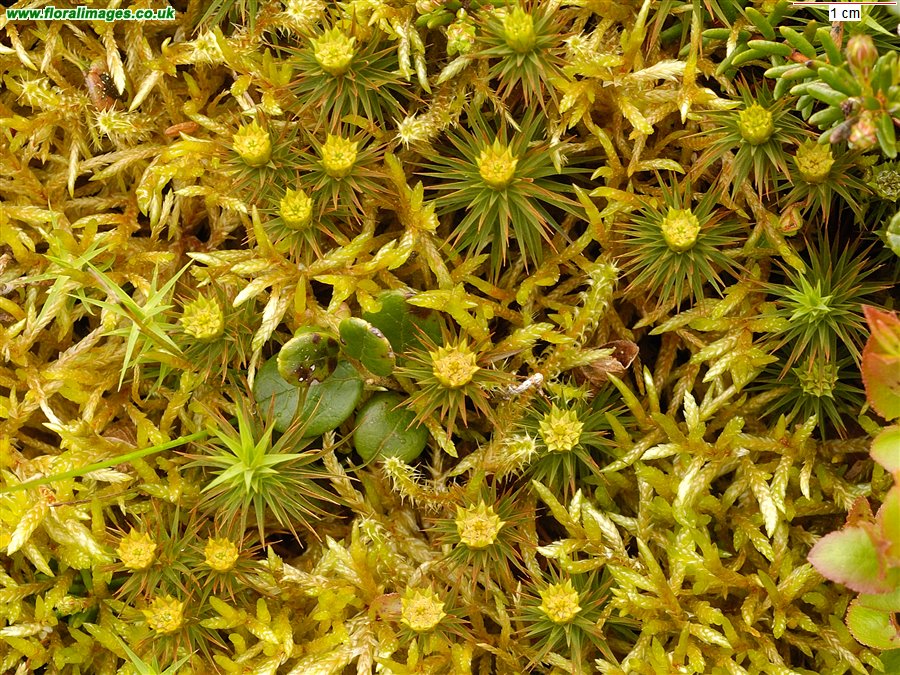Polytrichum juniperinum